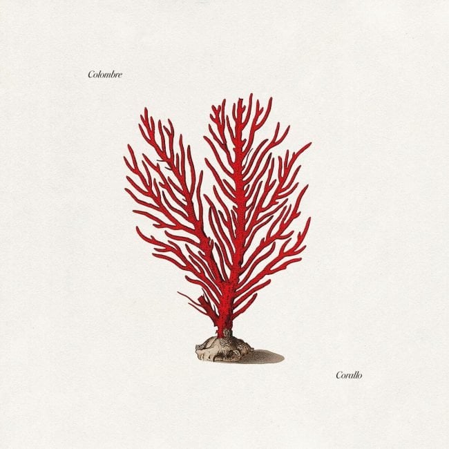 colombre - corallo
